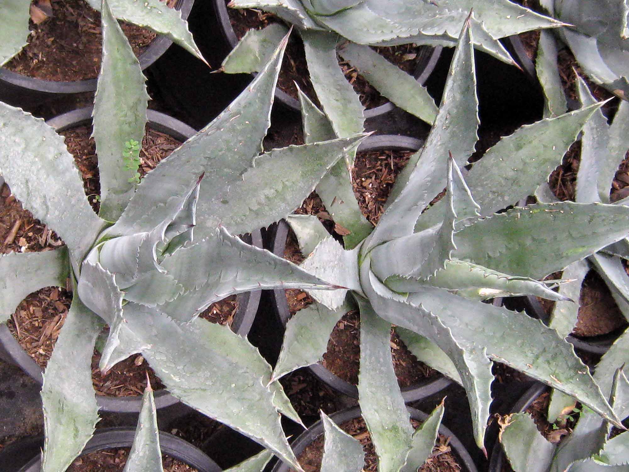 Agave americana ( Century plant )